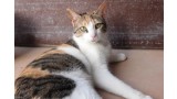 Yoli.  Gato en adopcion que busca casa.