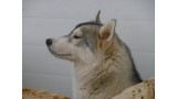 Siberian Husky. Karasoma This is It (Tara)