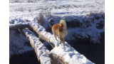 Perro cae al intentar cruzar un puente lleno de nieve
