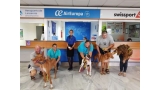 Trabajadores de AirEuropa y Groundforce son voluntarios en el trasporte aéreo de animales. sin hogar