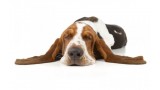 Basset Hound.  Basset Hound.