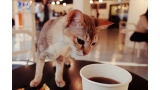 Café de gatos