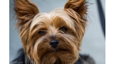 Detalle de un Yorkshire Terrier