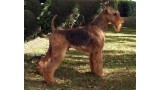 Airedale Terrier. Oak Grove S