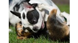 Un estudio revela que ha disminuido la esperanza de vida de los perros de pedigree.