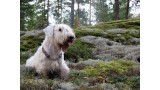 Sealyham Terrier. Ionwind