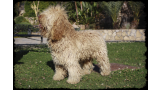 Perro de Agua Español. Palamo de Canquercus, `Alamo´