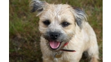 Border Terrier.