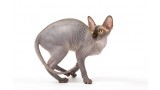 Sphynx.  Sphynx.