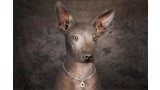 Xoloitzcuintle. 