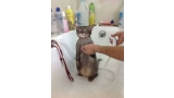 Gato Zen aceptando ser bañando (Foto Twitter)