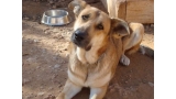 Estrella. Perro en adopcion que busca casa.