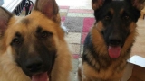 Los 2 perros desaparecidos fueron encontrados vivos (FOTO KHQ Q6)