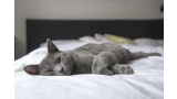 Gato tumbado en la cama