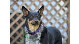 Australian Kelpie. Eric Sonstroem Australian Kelpie. Eric Sonstroem