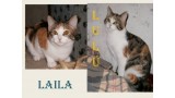 Laila y Lulu.  Gato en adopcion que busca casa.