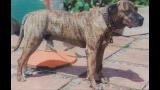 Dogo Canario. Mahan  Mahan, 1978 Este macho tuvo numerosísima descendencia en plena recría y su sangre se mantiene hoy en las mejores líneas.