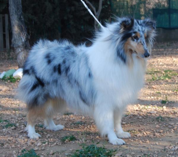 EL LEGADO DE LOS LOBOS - Collie Rough. Dont Tree Hiss de Frank Rough