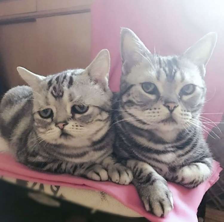 Luhu el gato más triste del mundo