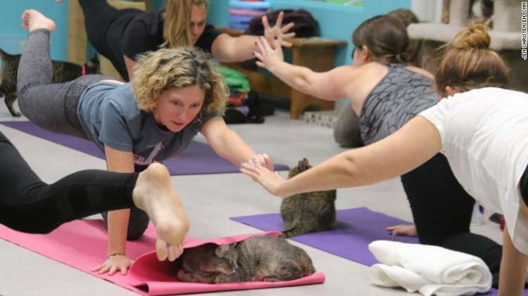 Yoga con gatos. Cortesía CNN