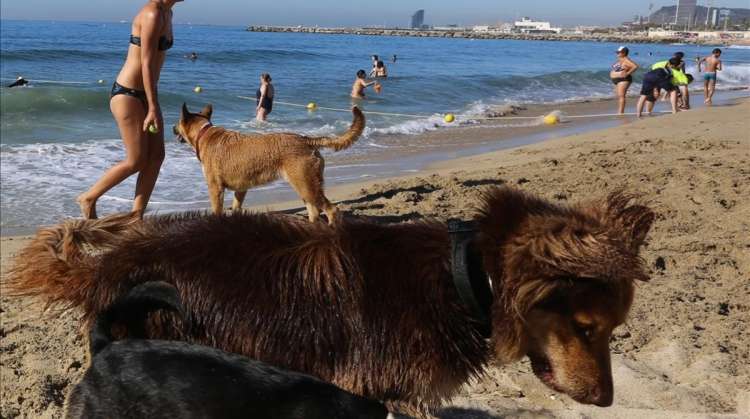 Perros en la playa de Llevant de Barcelona en julio del 2016. DANNY CAMINAL Perros en la playa de Llevant de Barcelona en julio del 2016. DANNY CAMINAL