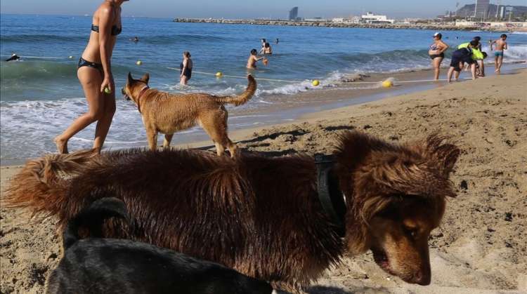Perros  en la playa de Llevant de Barcelona  en julio del 2016.   DANNY CAMINAL