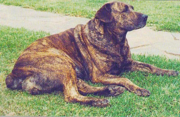 Dogo Canario. Gara  Gara, 1974 Esta hembra alumbró numerosas camadas en los inicios de la recría en Tenerife.