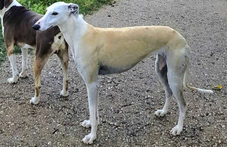 Galgo Español. Vivien.