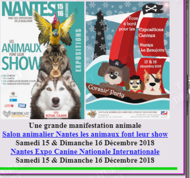 EXPOSITION CANINE INTERNATIONALE (CACS   CACIB)