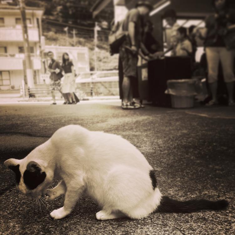 PETSmania - Gato sin hogar