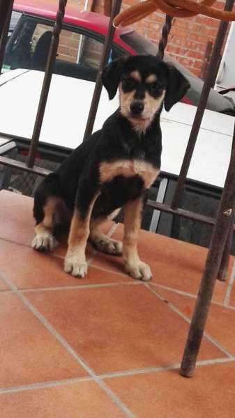 Vir. Perro en adopcion que busca casa.