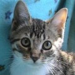 Macondo A.  Macondo A.