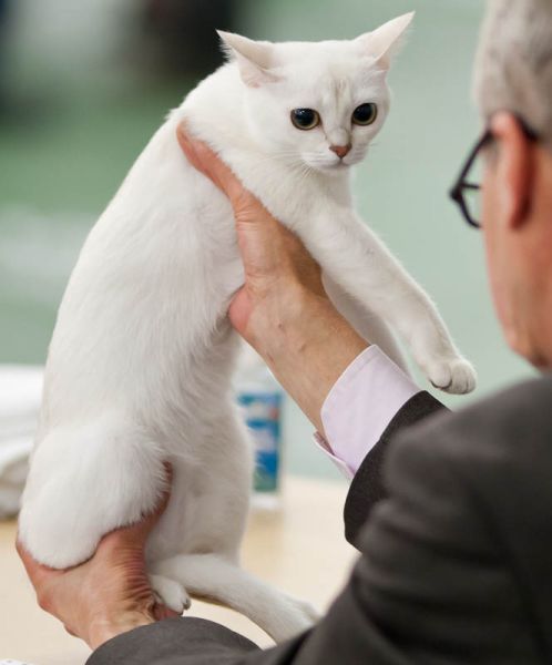 PETSmania - Burmilla. 