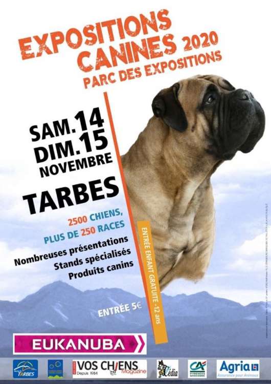 Association Canine Territoriale des Hautes-Pyrénées - Belleza. EXPOSITION CANINE INTERNATIONALE (CACS   CACIB) (Hautes Pyrénées   Francia)