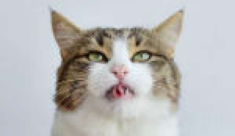 Rexie el gato que saca la lengua para las fotografías