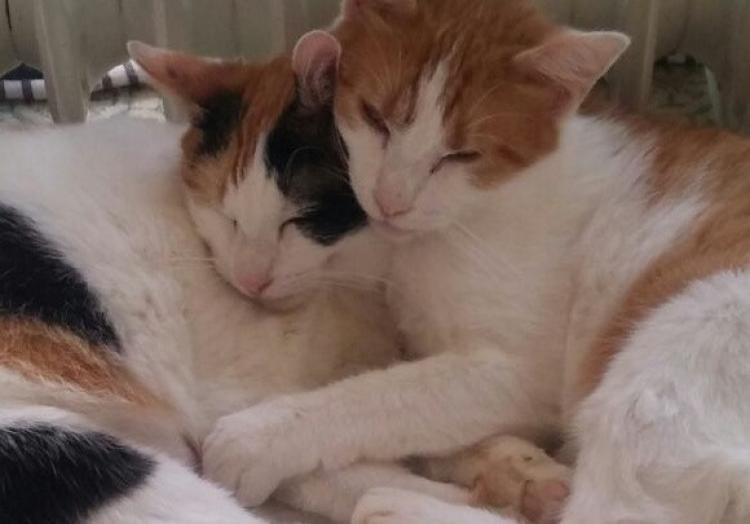 Gato mestizo. Raquel Y Marlyn. Gato mestizo. Raquel Y Marlyn.