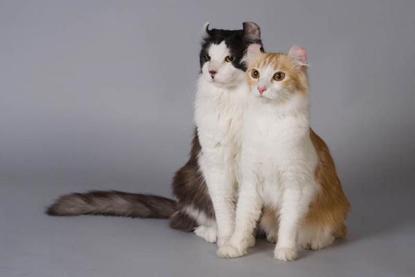 PETSmania - Curl Americano de Pelo Largo. 