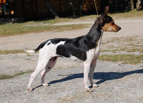 EL LEGADO DE LOS LOBOS - Gos Rater Valenciá. Ch. Daga de El Legado de los Lobos 