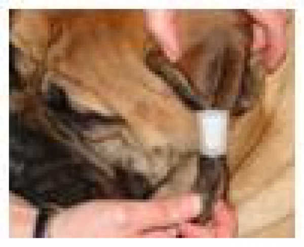 Bullmastiff. D´ASLAYA