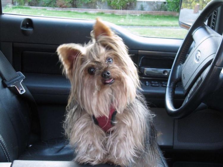 PETSmania - La Humane Society alarma sobre los peligros de dejar a las mascotas en los vehículos a altas temperaturas.