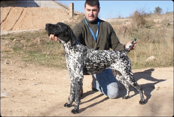 Braco Alemán de Pelo Corto. OSA de ONDA