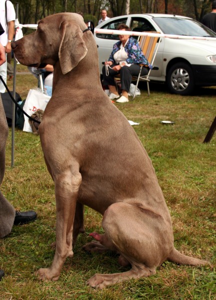 Braco de Weimar. Pleple2000