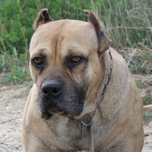 Alano Español. Ejemplo de cría y selección basada en ejemplares con genética funcional, donde se consigue un fenotipo y genotipo homogéneo (Propiedad de Angel Gil) (Alanos Españoles Vom Escorts)