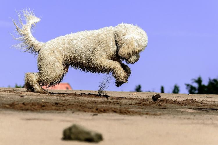 PETSmania - Perro de agua jugando en la arena