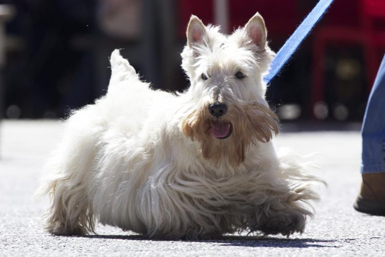 Como es la raza de perro Scottish Terrier Scottish Terrier trigo paseando con correa