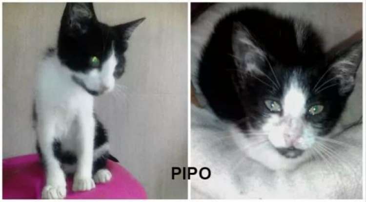 Gato mestizo. Pipo.