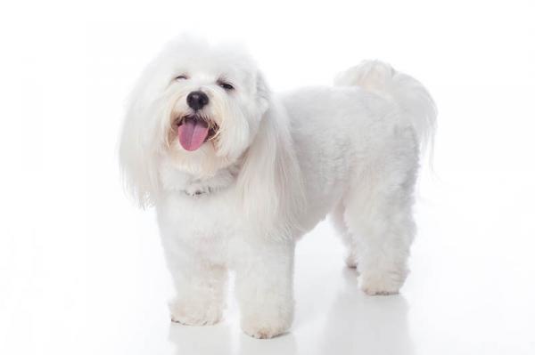 Coton de Tulear. 