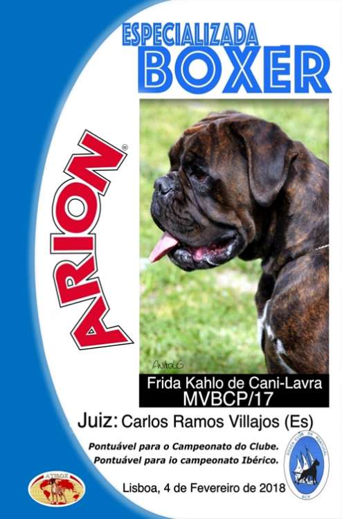 Boxer Club de Portugal - Belleza. MONOGRAFICA REGIONAL DEL BOXER (Lisboa)   CAC   CACC (Lisboa   Portugal)
