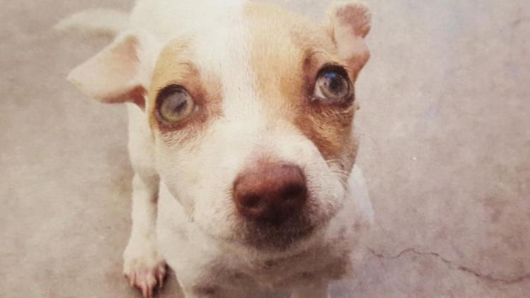 Rescatan a un perro obligado a consumir drogas.