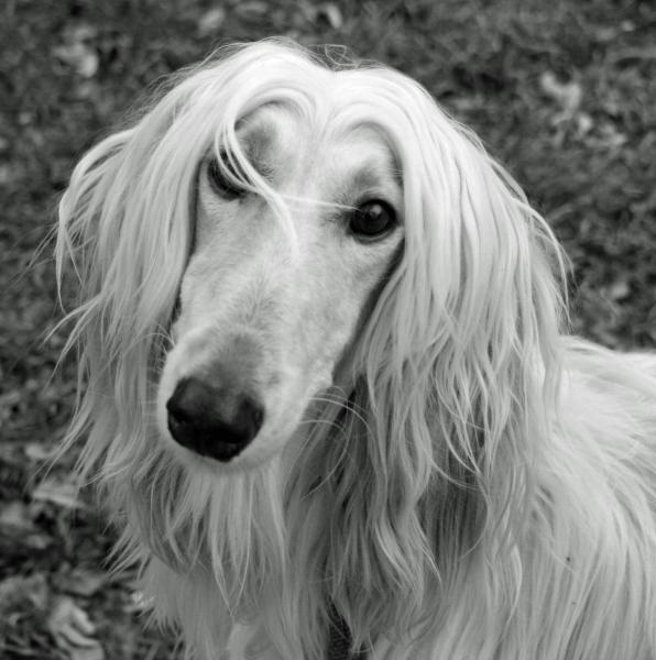 Como es la raza de perro Lebrel Afgano Detalle de la cabeza del Lebrel Afgano Como es la raza de perro Lebrel Afgano Detalle de la cabeza del Lebrel Afgano